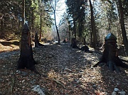 Monte Gugliemo dal sentiero nel Bosco degli Gnomi il 16 marzo 2013  - FOTOGALLERY